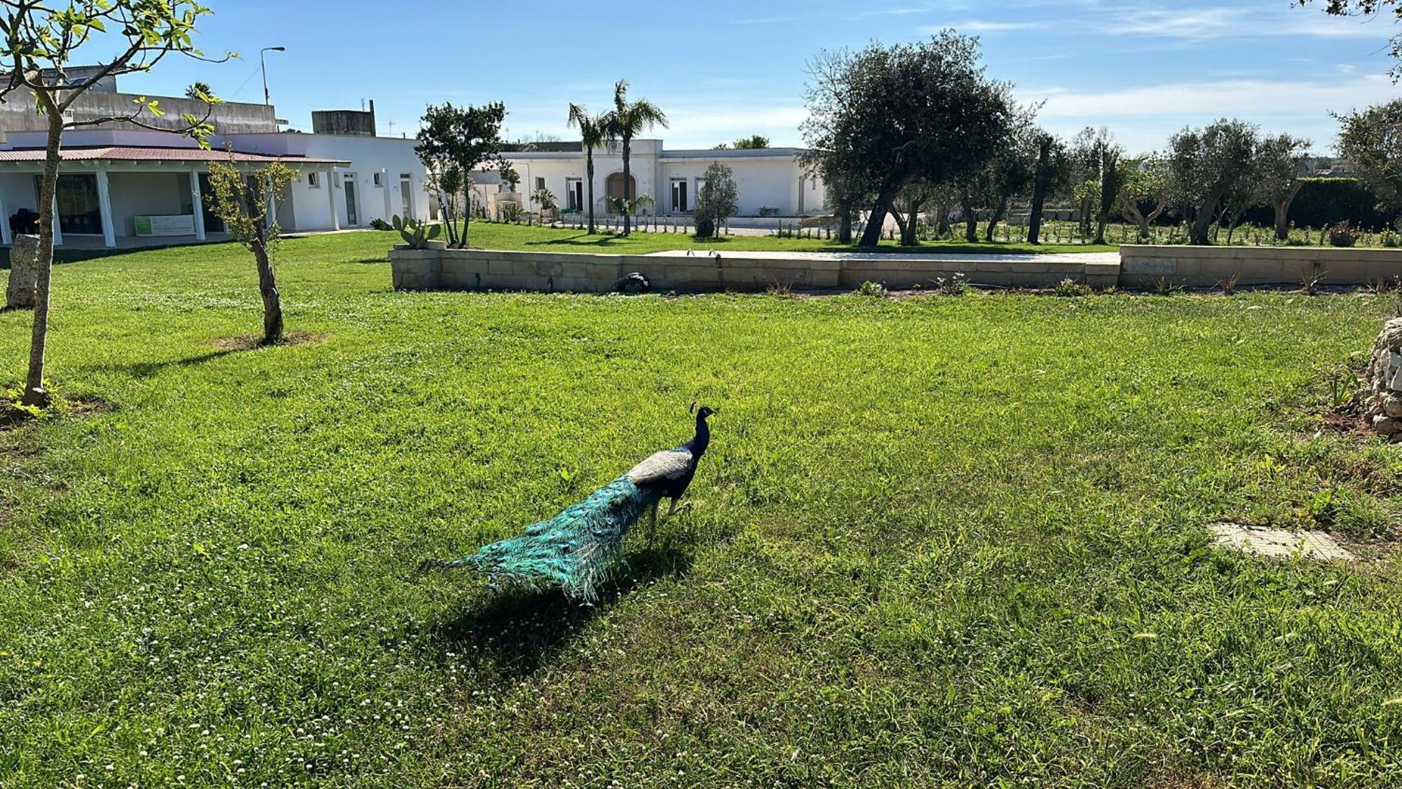 Tenuta Cursano Santa Cesarea Terme Exterior foto